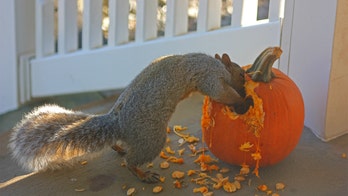Squirrels are defacing, destroying jack o’lanterns, homeowners say