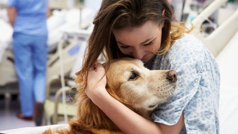 Therapy dogs can spread superbugs to kids, hospital finds