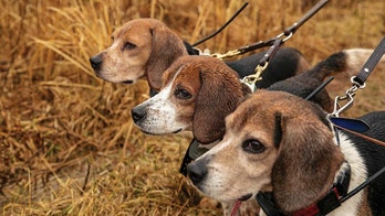 Dr. Marc Siegel: Sniffing out cancer before it’s too late