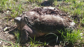 Virginia homeowner finds nearly 50-pound ‘aggressive’ snapping turtle in yard