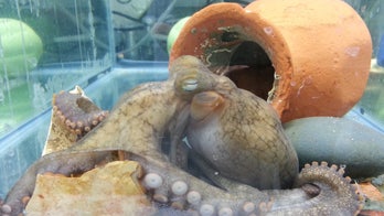 Octopus moms enter death spiral before eight-armed bundles are born