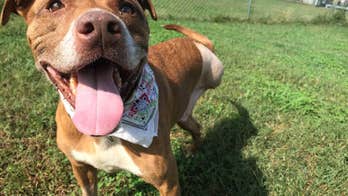 Virginia dog with 'rotted' leg found tied to abandoned home, shelter says