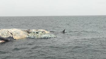 Virginia fisherman spots ‘huge’ shark eating rotting whale carcass: ‘Here comes Jaws’