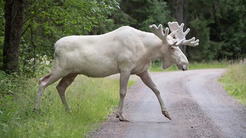 Couple spots rare white ‘ghost’ moose crossing highway