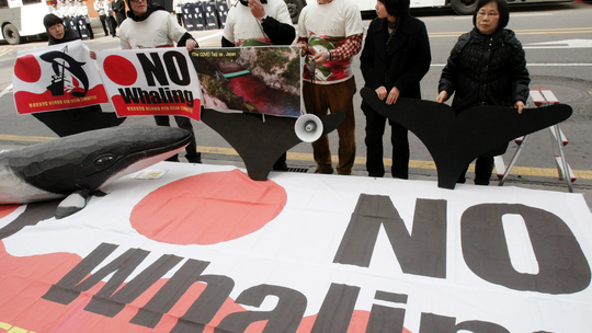 Japan to revise northern Pacific sei whaling program