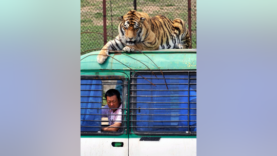 China reverses ban on trade in tiger, rhino products