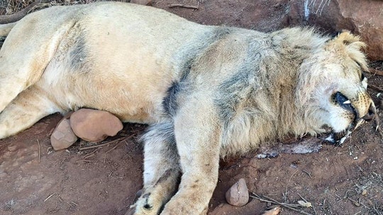 Lion named Mufasa has face and paws hacked off as four other big cats found poisoned in wildlife reserve
