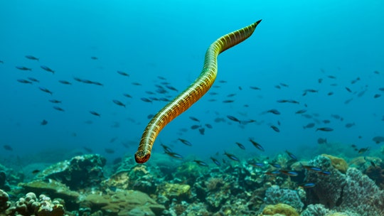 Extremely venomous sea snake kills man in Australia