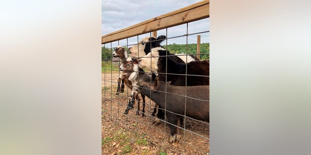 Grover, described as the "runtiest of runts," has touched the lives of people who know him via the farm stand's petting zoo.