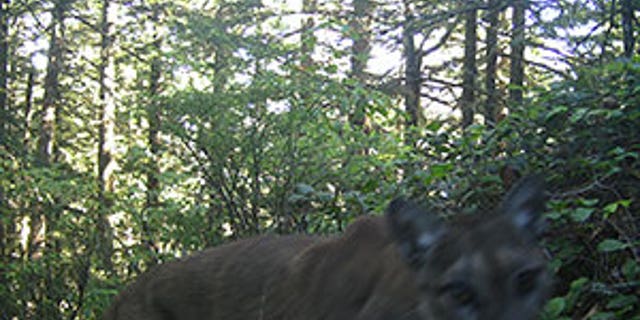 The cougar was killed four days after authorities found Diana Bober's body.