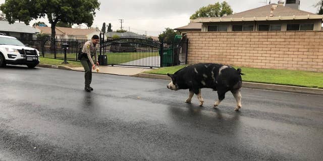 Deputies in San Bernardino, California lured a pig back home with a trail of Doritos.