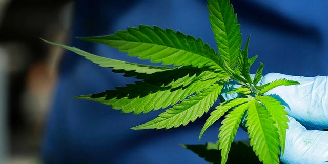 North Dakota residents are voting to legalize recreational marijuana in November.