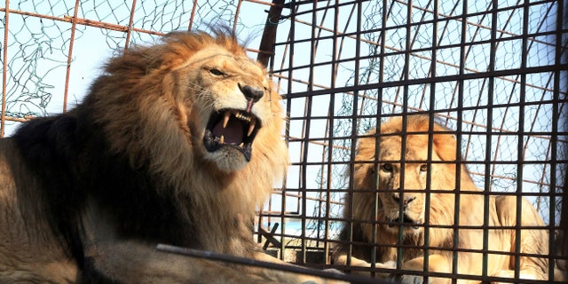 Lions sit in their cage at Safari Zoo Park in Mbrostar, about 100 kilometers (60 miles) south of Tirana, Thursday, Oct. 18, 2018. Albanian authorities have temporarily blocked the operation of the private zoo park, after the malnourishment of some lions and zebras. (AP Photo/Hektor Pustina)