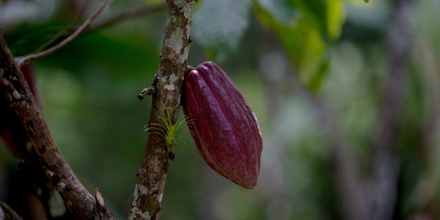 In this April 16, 2015 file photo, a cacao pod hangs from a tree at the Agropampatar chocolate farm co-op in El Clavo, Venezuela. (AP Photo/Fernando Llano)