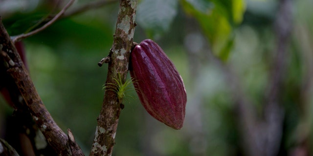 In this April 16, 2015 file photo, a cacao pod hangs from a tree at the Agropampatar chocolate farm co-op in El Clavo, Venezuela. (AP Photo/Fernando Llano)
