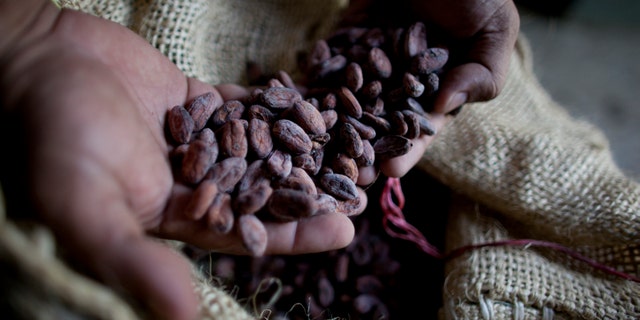 A paper published Monday, Oct. 29, 2018 says tests indicate traces of cacao on artifacts from a South American archeologic site estimated to be 5,400 years old. (AP Photo/Ariana Cubillos)