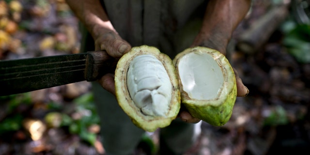 FILE - In this Nov. 15, 2012 file photo, a worker shows the inside of a cacao pod at a cacao plantation in Cano Rico, Venezuela. (AP Photo/Ariana Cubillos)