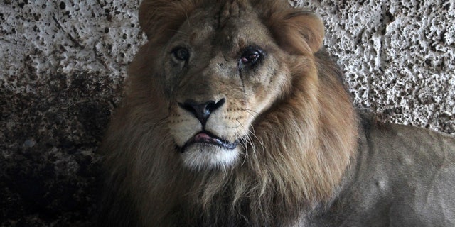 A lion sits in its cage at Safari Zoo Park in Mbrostar, about 100 kilometers (60 miles) south of Tirana, Sunday, Oct. 28, 2018. Albanian authorities have forced their way into a private zoo park to remove some of its animals into a public one with appropriate space and care. (AP Photo/Llazar Semini)