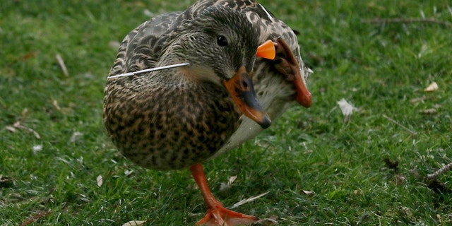 One of the geese has been transported to a rehabilitation center in the time since the animals were discovered. Attempts to capture the other animals will be made, a spokesperson said.