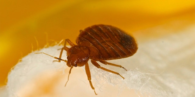 A new study suggests bedbugs evolved 100 million years -- about 50 million years before the bat, which was believed to have been the parasite's first host. (Stock image)