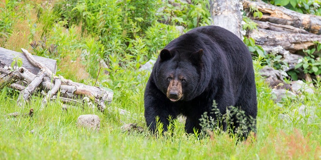 Las autoridades estatales dijeron que el único ataque fatal de un oso negro contra un humano se registró en 1974.