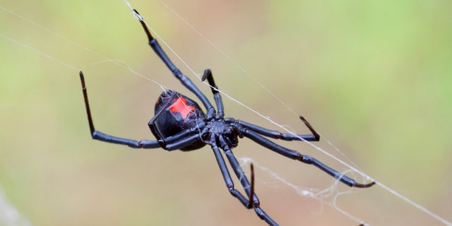 A man reportedly used a blowtorch to kill black widow spiders at his parents' home in northeast Fresno, California.