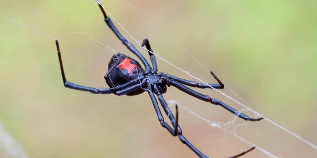 Black Widow Spider
