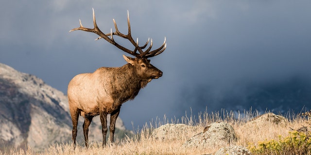 A man in Colorado was gored by a bull elk over the weekend after it charged the golf cart he was riding in.