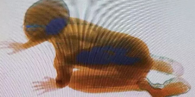 A small boy in China was captured on X-ray after crawling through a scanning machine at a train station security checkpoint.