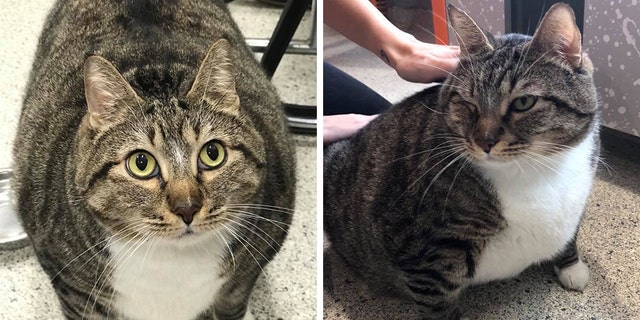 The extra-large tabby recently ended up at the Jacksonville Humane Society in need of a home.