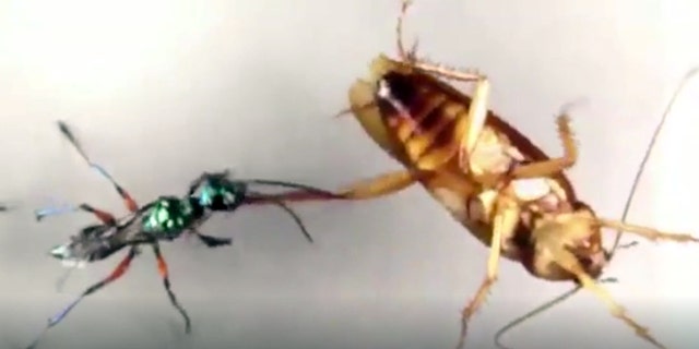 Vanderbilt University professor Ken Catania studied how American cockroaches can successfully fight off emerald jewel wasps.