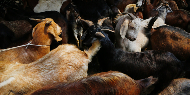 In this 2018 photo, goats stand for sale at a livestock market in Kathmandu, Nepal. (Associated Press)