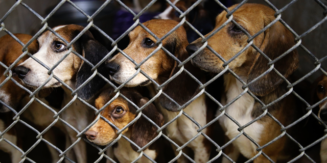 Dozens of rescued beagles begin finding new homes | Fox News