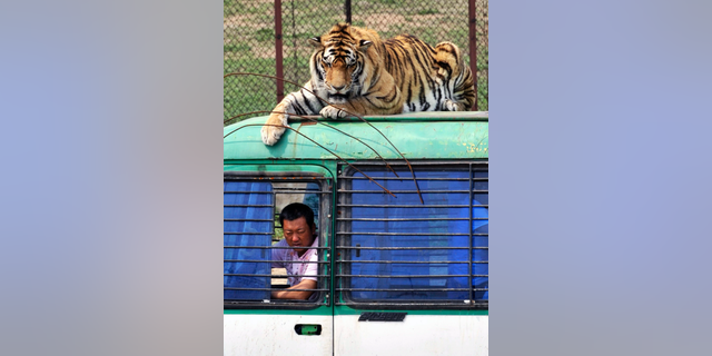 FILE - In this May 7, 2009, file photo, a Siberian tiger crouches on top of a tourist bus at a branch of Harbin Siberian Tigers Breeding Center in Shenyang in northeast China's Liaoning province. China says it will allow trading in products made from endangered tigers and rhinos under "special circumstances," reversing a previous ban and bringing condemnation from conservation groups. A notice from the Cabinet issued Monday, Oct. 29, 2018, avoided mentioning any change in the law, saying instead that it would "control" the trade and that rhino horns and tiger bones could only be obtained from farmed animals for use in "medical research or in healing." (Chinatopix Via AP, File)