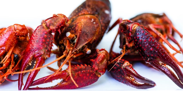 BERLIN, GERMANY - MAY 08: Caught red swamp crayfish (procambarus clarkii, also known as Louisiana crayfish) are presented during a media opportunity in waters in Tiergarten park on May 8, 2018 in Berlin, Germany. (Photo by Carsten Koall/Getty Images)
