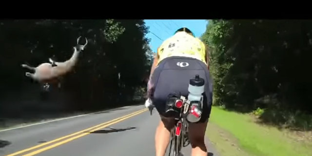 Graphic video footage captures a deer being struck by a car in North Carolina.