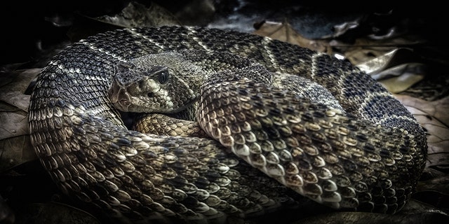 Diamondback rattlesnakes are venomous.