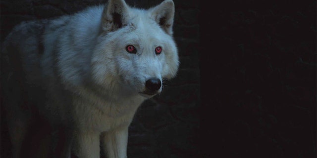 Jon Snow's direwolf Ghost (pictured) is set to make his "Game of Thrones" comeback.