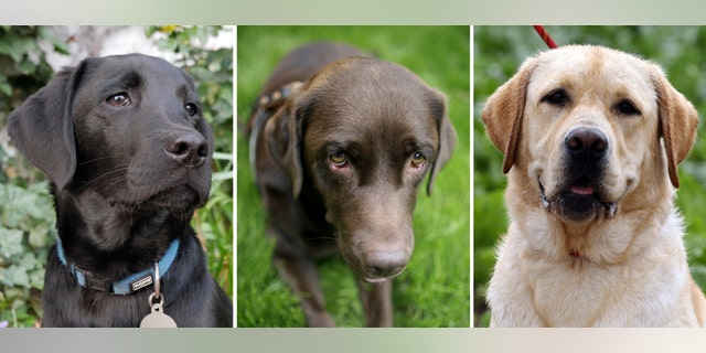 The most common causes of death for chocolate labs were musculoskeletal disorders and cancers.