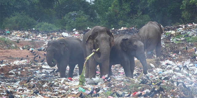 Group of wild elephants looking for banana trees in the middle of dumping ground (Sri Lanka, Trincomalee)