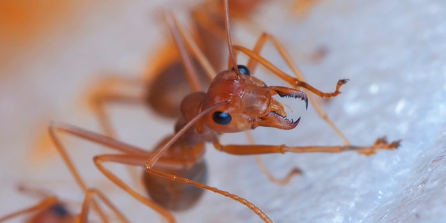 Floyd Edwards died after he suffered a severe allergic reaction from a fire ant bite, his family said.
