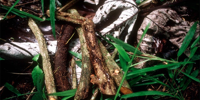 Ayahuasca is a traditional and very powerful hallucinogenic brew made from the root of a local jungle vine.
