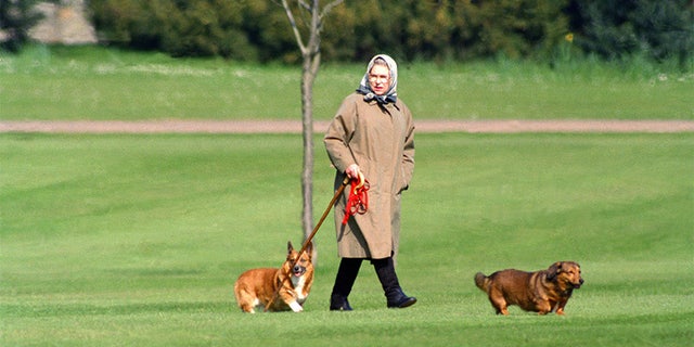Queen Elizabeth II walking her dogs at Windsor Castle, on April 2, 1994 in Windsor, United Kingdom.