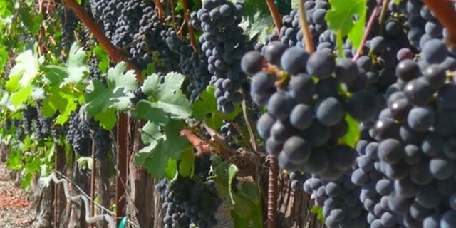 A Napa Valley worker was killed Monday after getting dragged into a harvesting machine.