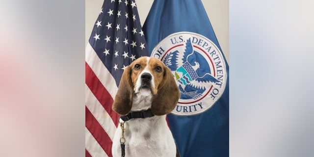 Hardy, a CPB beagle, found a roasted pig at an Atlanta airport on Thursday.