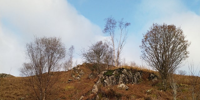 Can you spot the stag?