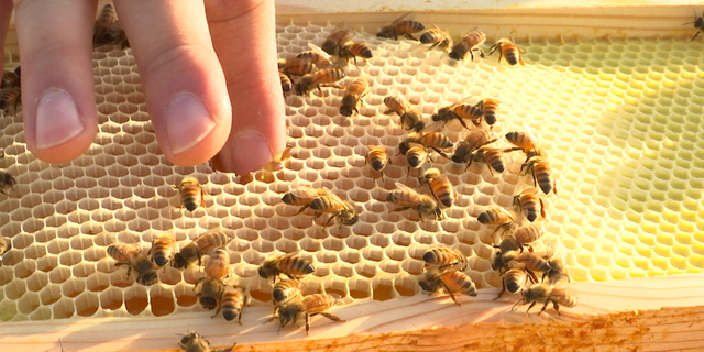 Beekeeper Nicholas Weaver dips his finger into fresh honey, then sucking off the golden goo.