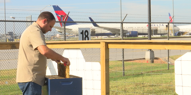 Delta's three honey bee colonies are expected to produce 150 pounds of honey next year.