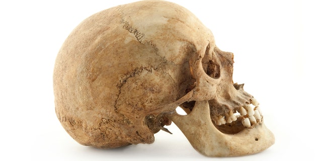 A hair comb made from a piece of a human skull (not pictured) has been identified recently from among thousands of ancient artifacts recovered during archeological excavations around Cambridge, England.