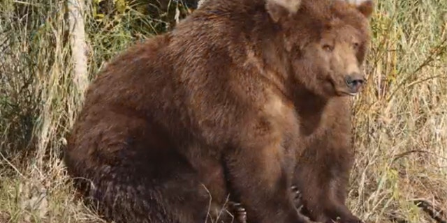 The park service said bears can gain up to 4 pounds every day right before hibernation.